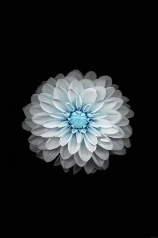 Whispers of Serenity: The Ethereal Blossom