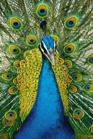 The Majestic Display of the Pickock 🦚✨