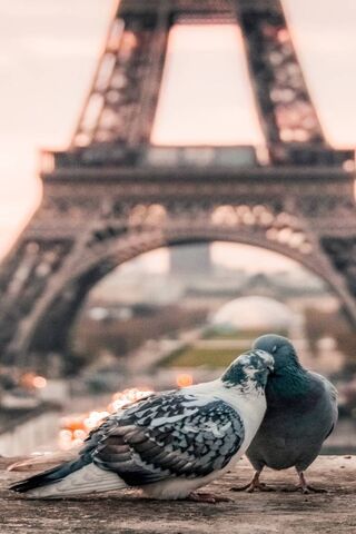 Love in the City of Lights: Pigeons at the Eiffel Tower