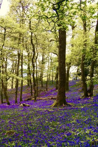 Whispers of the Bluebell Woods 🌸🌳