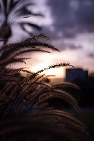 Whispers of Dawn: Nature's Glow