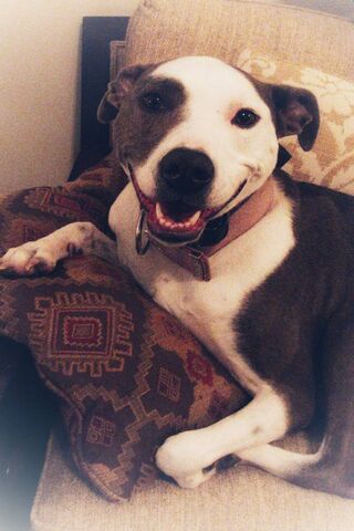 Charming Companion: The Pretty Pitty Smile 🐾😊