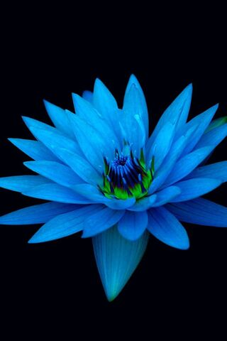 Mystical Blue Lotus: A Symbol of Serenity 🌊🌸