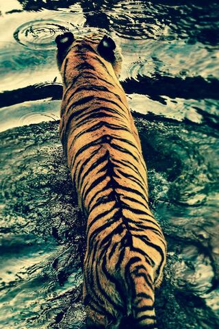 Majestic Journey: The Tiger's River Adventure 🐅🌊