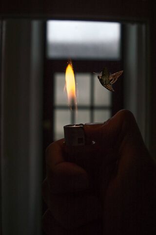 Moth To A Flame