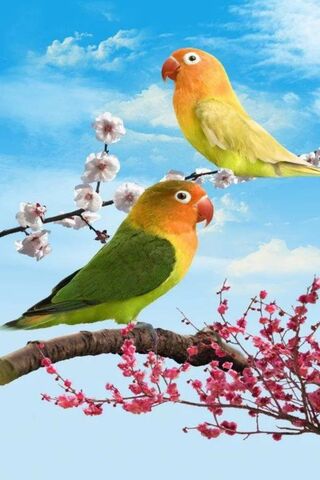 Parrots