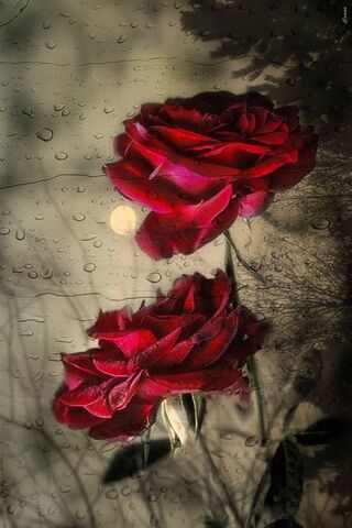 Crimson Elegance: The Allure of Rose Rosse 🌹✨