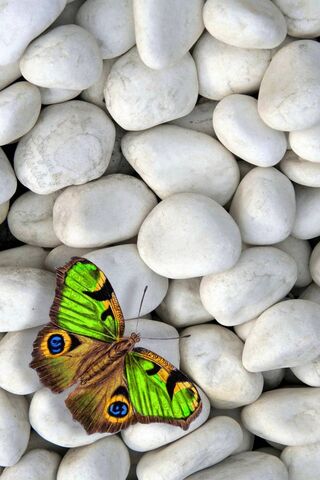 Nature's Harmony: A Butterfly's Embrace