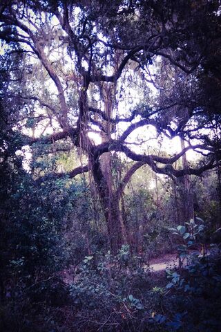 Enchanted Forest Serenity 🌳✨