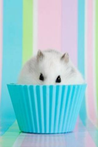 The Adorable Hamster Mu..
