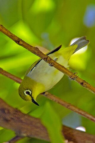 The Charming Oriental White Eye: Nature's Little Gem 🌿🐦