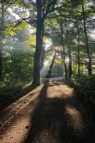 Whispers of Morgenwald: A Serene Forest Escape 🌲✨
