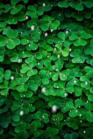 Nature's Jewels: The Be..