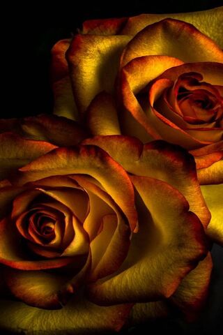 Radiant Elegance: The G..