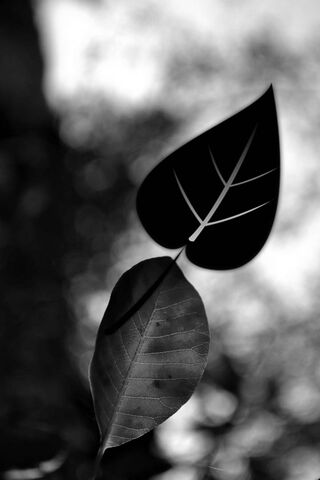 Whispers of Nature: The Leaf's Elegance 🍃
