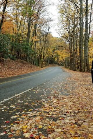 Autumn's Embrace on the Path to Nature 🍂🌳