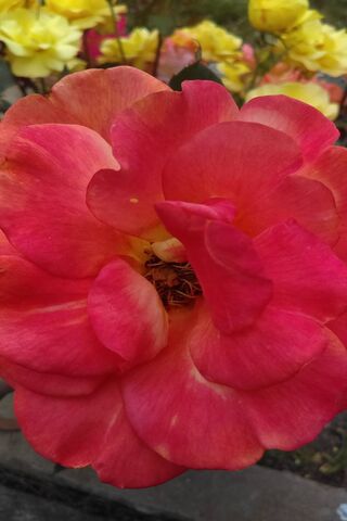 Rosey: A Blooming Beauty 🌹✨