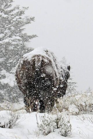 Winter Wanderer: The Solitary Bison