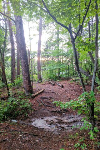 Whispers of the Green Forest 🌲✨