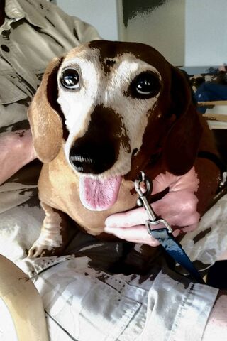 Heidi Ho: The Joyful Dachshund