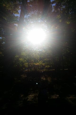 Sunlit Serenity: A Glimpse of Nature's Embrace 🌞🌲