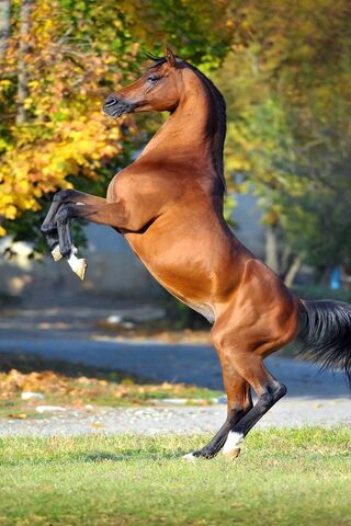 Majestic Caballos: The ..