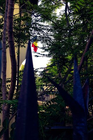 A Glimpse of Romania: Nature Meets National Pride 🇷🇴🌳