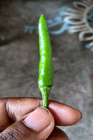 Spicy Delight: The Green Chilli Adventure 🌶️✨