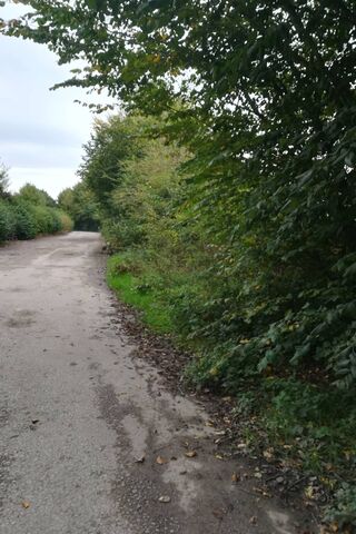 Nature's Pathway: A Serene Walking Trail 🌳🚶