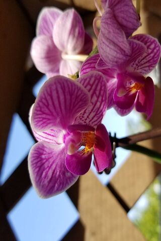 Orchid Elegance: Nature's Masterpiece 🌸✨