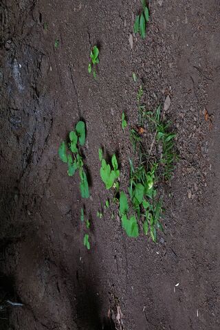 Nature's Resilience: Green Life on Earth