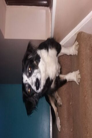 Adorable Border Collie Cuteness Overload! 🐾❤️