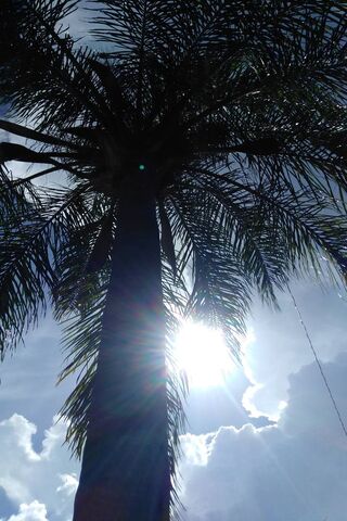 Sun-Kissed Serenity: The Majestic Palmtree 🌴☀️