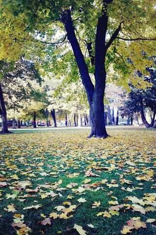 Autumn's Embrace: A Tree's Tale 🍂🌳