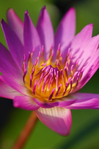 Radiant Serenity: The Xpurple2 Blossom 🌸✨