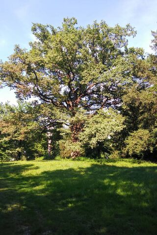 Majestic Oak: Nature's Timeless Guardian 🌳✨