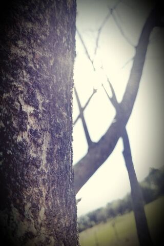 Whispers of the Woodlands 🌳✨