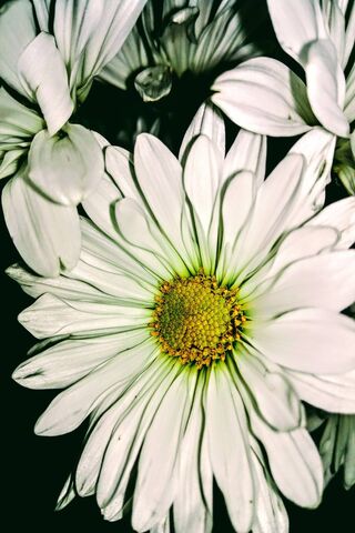 Radiant White Daisy: Nature's Simple Beauty 🌼✨