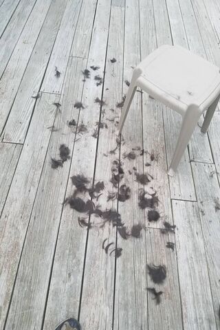 The Hairy Deck Adventure! 🪑✨