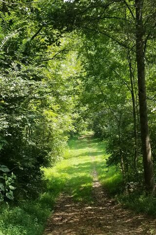 Journey Through the Green Canopy 🌳✨