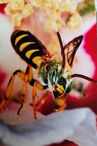 Buzzing Beauty: The Macro Bee Up Close! 🐝✨