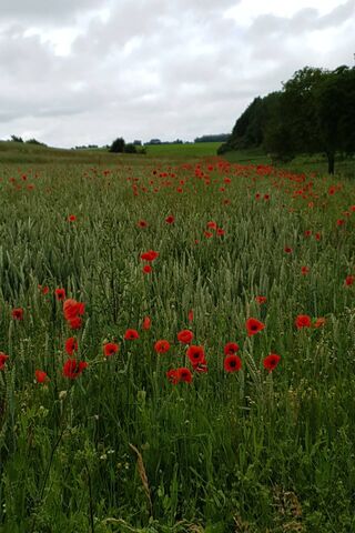 Fields of Red: A Poppy Paradise 🌼🌾