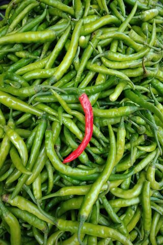 The Bold Red Among the Greens 🌶️✨