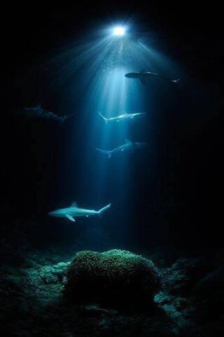 Mysteries of the Deep Blue 🌊✨