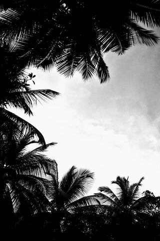 Whispers of the Sky 🌴☁️