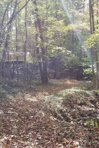 Whispers of the Forgotten Trail 🌲✨