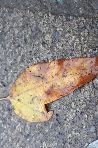 Autumn's Whisper: A Leaf's Journey 🍂