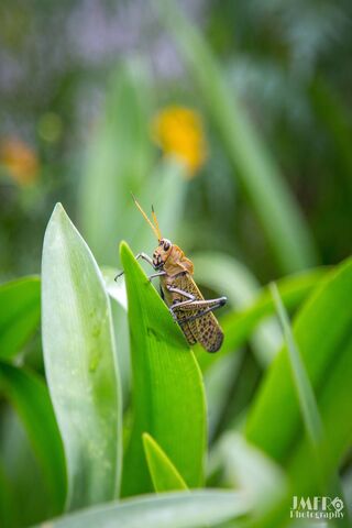 Nature's Tiny Acrobat: The Grasshopper