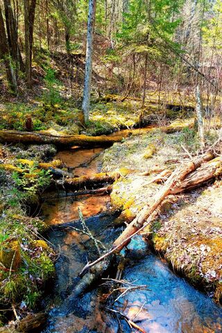 Tranquil Waters: A Journey Through Nature 🌲💧