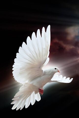 Wings of Serenity: The Beauty Angels Bird